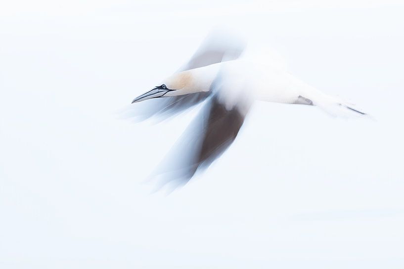 Jan van Gnet (moved) by Rando Kromkamp Natuurfotograaf