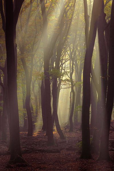 Sunrays V by Rogier Kwikkers