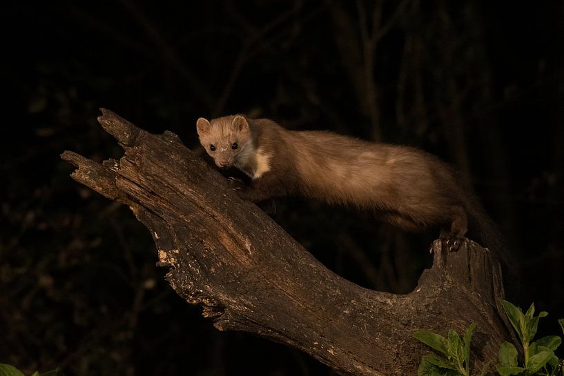 marten by Merijn Loch