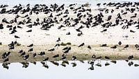 Oystercatchers on the wadden island Ameland