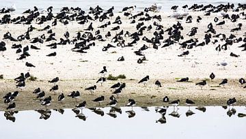 Scholeksters op het waddeneiland Ameland van Bianca Fortuin