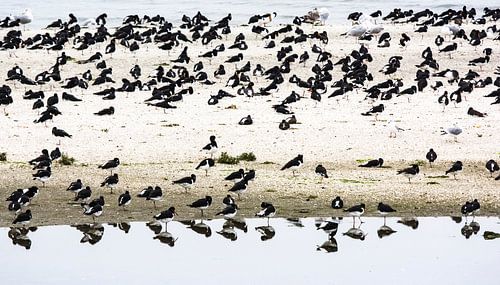 Scholeksters op het waddeneiland Ameland