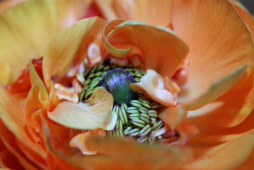 Ranonkels bloem par Jolanta Mayerberg
