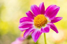 Pink flower by Isabel van Veen