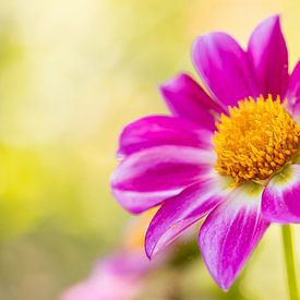 Roze bloem van Isabel van Veen