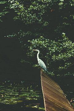 De Reiger