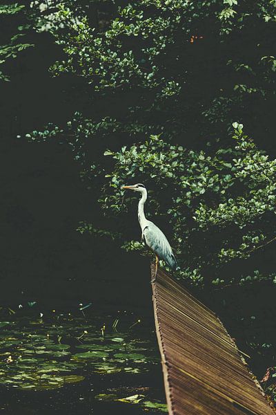 De Reiger van Raaf
