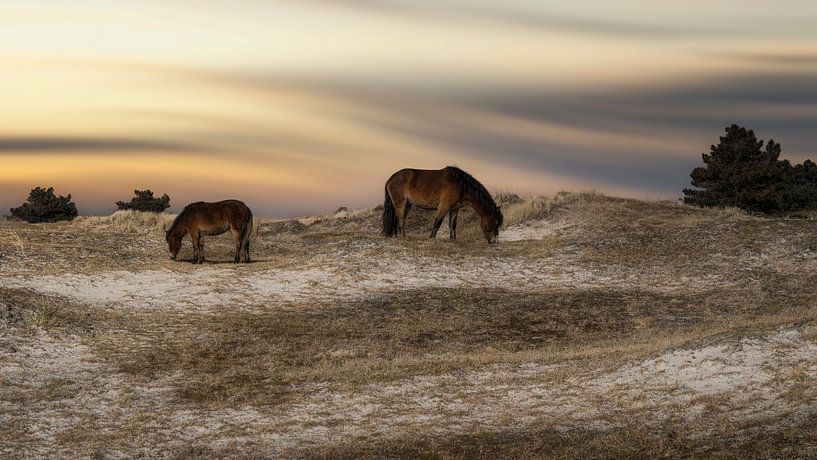 Pferde in den Dünen entlang der Küste von eric van der eijk