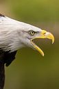 Weißkopfseeadler, Amerikanischer Weißkopfseeadler. von Gert Hilbink Miniaturansicht