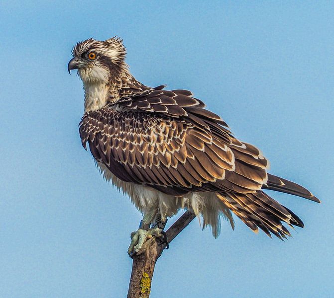 Balbuzard par Liesbeth Vroege Natuurfotografie