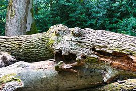 Woodland Spirit – motif naturel fantaisiste représentant un « visage » dans le bois sur Petra Kluck