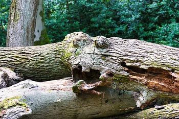 Woodland Spirit – skurriles Naturmotiv eines „Gesichts“ im Holz