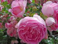 Old fashion roses