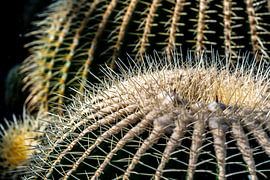 Cactus à boules dorées