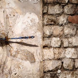 Steampunk Dragonfly resting on a sandstone wall by Elianne van Turennout