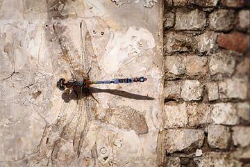 Steampunk Dragonfly resting on a sandstone wall by Elianne van Turennout