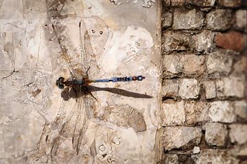 Steampunk-Libelle auf einer Sandsteinwand ruhend von Elianne van Turennout