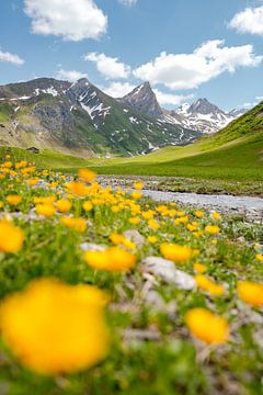 prachtig bloemrijk uitzicht in de Lechtaler Alpen bij Zürs op weg naar de Stuttgarter Hütte van Leo Schindzielorz