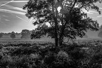 foto van de met heide begroeide heuvels in zwart-wit fotografie met tegenlicht