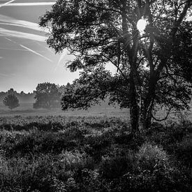 foto van de met heide begroeide heuvels in zwart-wit fotografie met tegenlicht van Peter Buijsman