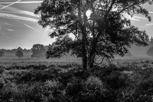 Photo des collines couvertes de bruyères en noir et blanc rétro-éclairé