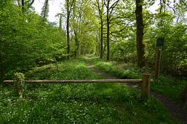 De Brand, Naturschutzgebiet bei Udenhout von Hans Janssen