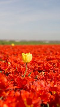 Gele tulp tussen de rode.  sur Sungi Verhaar