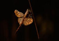 Jewel