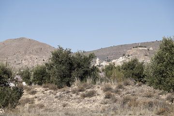 Olive trees in the Almanzora Valley by Cora Unk