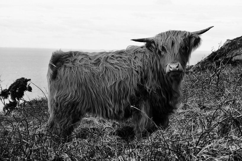 Schottischer Highlander von Walljar