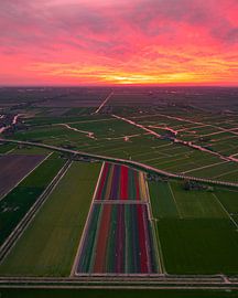 Champs de tulipes au coucher du soleil aux Pays-Bas sur Ewold Kooistra