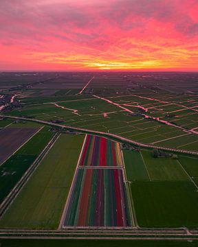 Tulip fields at sunset in the Netherlands by Ewold Kooistra