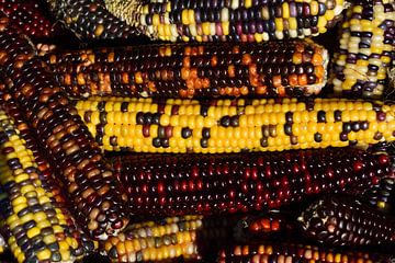 Kleurrijke maïs van Ulrike Leone