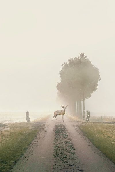Enchanting Photo of Deer in the Biesbosch - Mystical Morning Mist and Natural Beauty by Elianne van Turennout