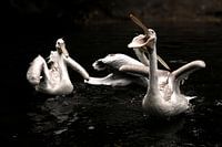 Pelicans are fed