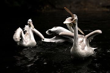 Pelikanen worden gevoerd van Niels Nijkamp