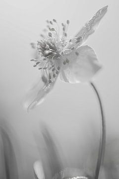 Black and white wood anemone