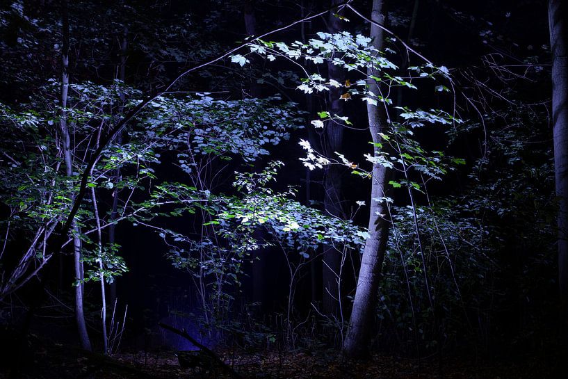 A piece of magic, hidden on the edge of Kralingse Bos by Tjeerd Kruse