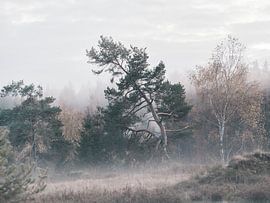 Pine in autumn fog by Max Schiefele