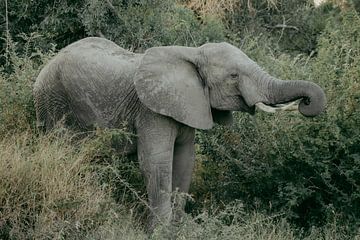 Olifant, Zuid-Afrika van Cassey Lauvenberg