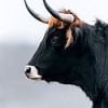 Tauros the new aurochs? by Patrick van Os