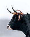 Tauros the new aurochs? by Patrick van Os thumbnail