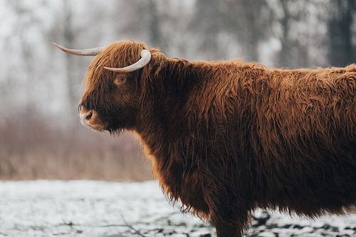 Schotse Hooglander portret in de Winter