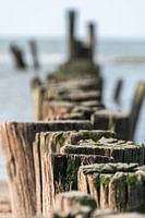 Palen aan zee