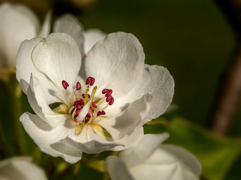 Poire en fleurs dans la Betuwe, Pays-Bas (4) par Adelheid Smitt