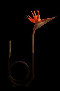 Strelitzia Reginae ofwel Paradijsvogelbloem