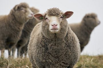 Schaap van Photodoos