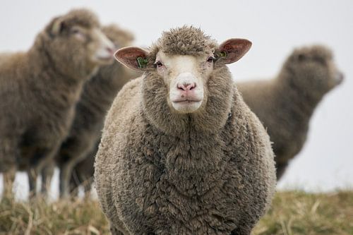 Moutons sur Photodoos
