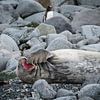 Sleepy Seal in Antarctica by Nancy Pauwels Photo
