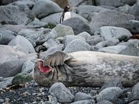 Sleepy Seal in Antarctica